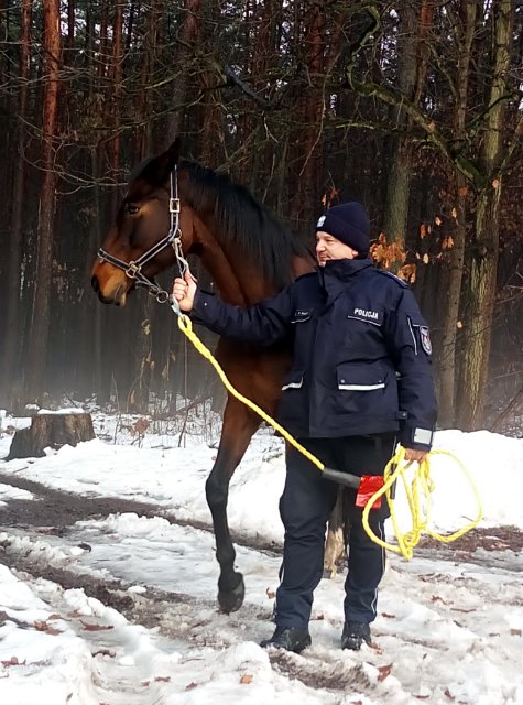 na zdjęciu policjant trzymający konia