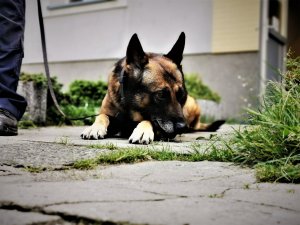 zdjęcie warującego na chodniku psa