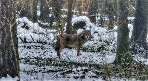 stojący w lesie wilk, zalegający na ziemi śnieg