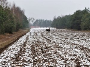 łoś na ośnieżonym polu