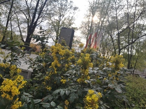 Pomnik Ofiar Faszyzmu w Mikołowie, powiewające flagi, na pierwszym planie żółty krzew ozdobny