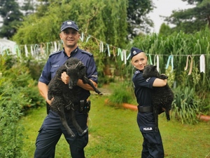 dwoje policjantów trzyma na rękach czarne baranki