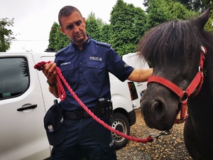 policjant pozuje do zdjęcia z małym konikiem