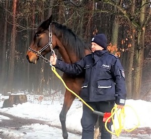 na zdjęciu policjant, który trzyma konia