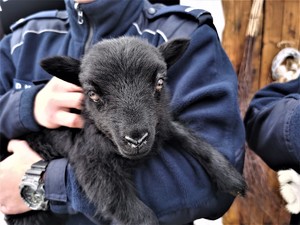 na zdjęciu policjant trzymający w rękach czarną owieczkę