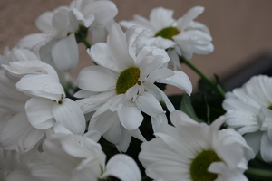 kwiaty koloru białego