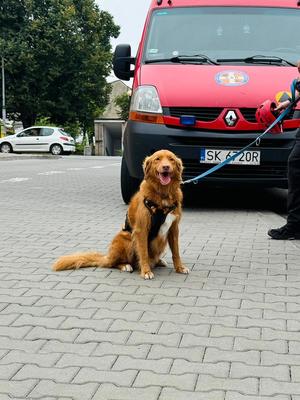 Zdjęcie kolorowe. Na zdjęciu widać psa