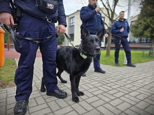 na zdjęciu widać policjantów i psa
