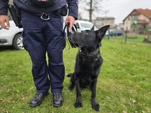na zdjęciu widać psa