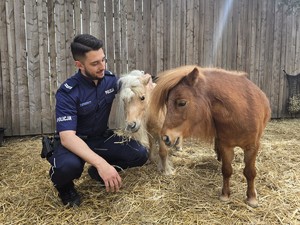 na zdjęciu widać policjanta i kucyka