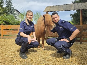 na zdjęciu widać policjantów i kucyka