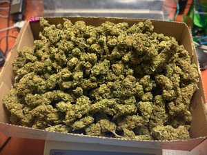 na zdjeciu widać susz