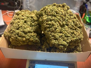 na zdjeciu widać susz