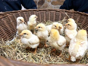 na zdjeciu widać pisklaki